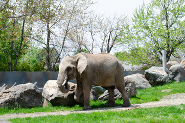 Éléphant