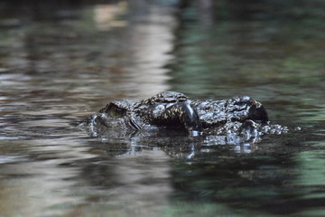 Alligator, Rwptil, Krokodil
