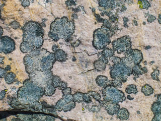 Lichen on rocks