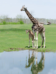 Girafe mère et petit