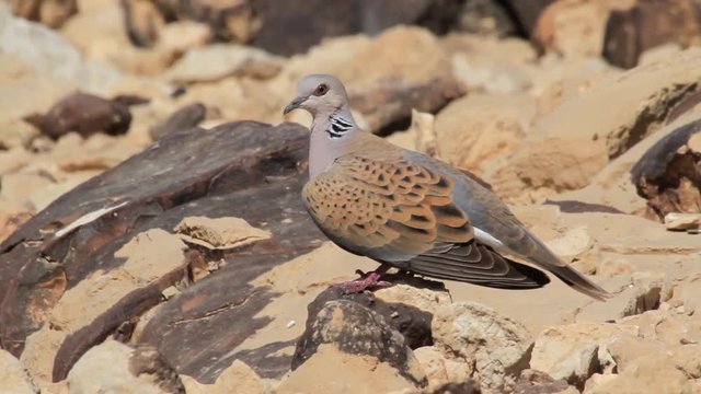 Turtle Dove on a rock in the Negev desert