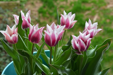 Spring Tulips