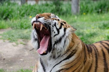 Tigre - gueule ouverte