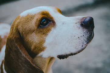 Beagle Dog Portrait Outdoor