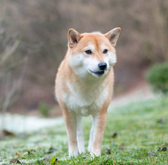 Naklejka na ściany i meble An image of a Shiba Inu dog on a background of snow and grass. 