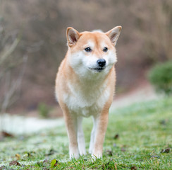 Naklejka na ściany i meble An image of a Shiba Inu dog on a background of snow and grass. 