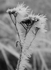 eisige Sch&ouml;nheit 011