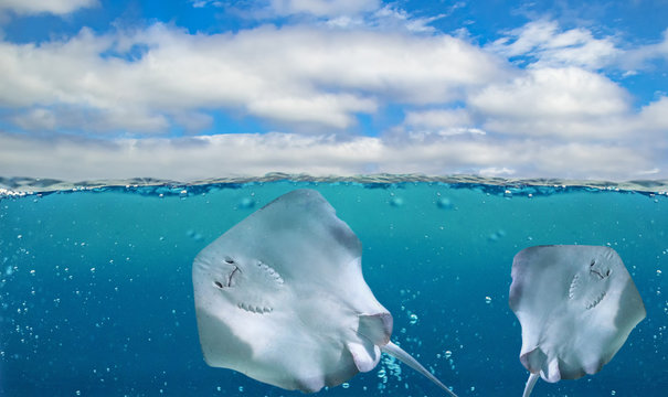  Half underwater photo of tropical paradise with two rays. Southern stingray- DASYATIS AMERICANA in tropical coastal water of Atlantic ocean. The water is clear and blue.