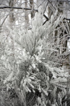 Eisblume 010