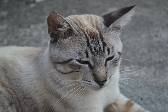 Gato 