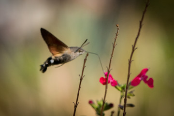 Fototapeta na wymiar Closeup of a flower drinker moth