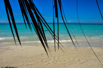 Fototapeta na wymiar beach and sea and palm leaves