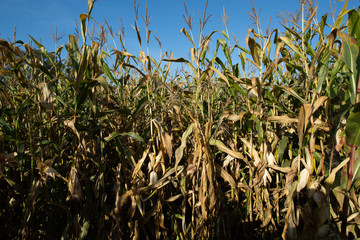 corn field