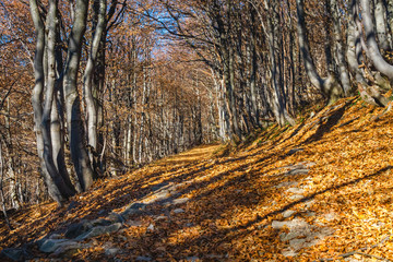 Fototapeta premium Autumn landscape in Bieszczady Mountains, south east Poland