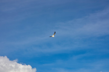 seagull flying in blue sky with clouds
