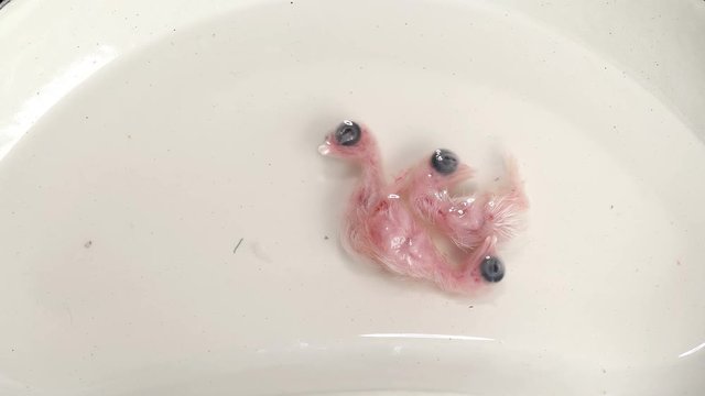 three quail embryos formed in formalin solution