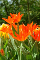 Red tulips, Keukenhof gardens, the Netherlands