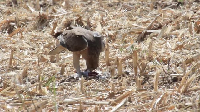 Bonelli's eagle eating pigeon
