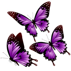 beautiful pink butterflies, isolated  on a white
