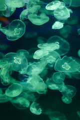 Beautiful jellyfish, medusa in the neon light with the fishes. Underwater life in ocean jellyfish. exciting and cosmic sight