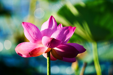 Fototapety na wymiar - Fototapeta24.pl