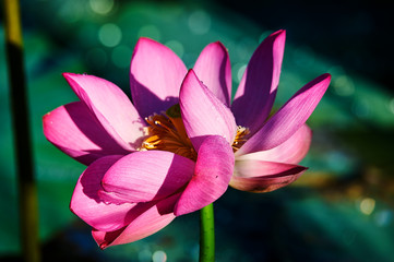 The beautiful blooming lotus flowers in summer.