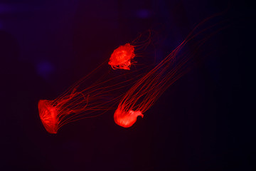 Beautiful jellyfish, medusa in the neon light with the fishes. Underwater life in ocean jellyfish....