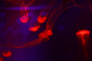 Beautiful jellyfish, medusa in the neon light with the fishes. Underwater life in ocean jellyfish. exciting and cosmic sight © Alexander