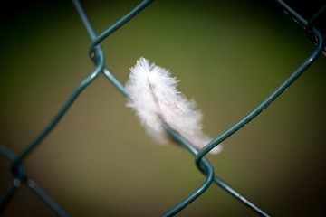 Closeup of bird feather stuck in a hedge