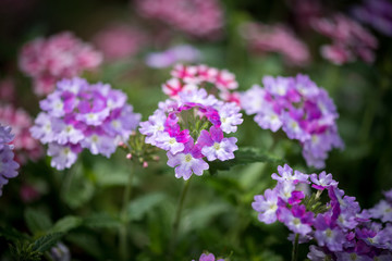 Macro photos of flowers at home