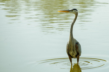 Great Blue Heron in the Water