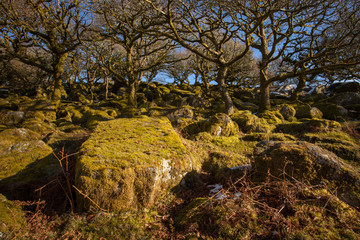 Wistman's wood, Dartmoor, UK