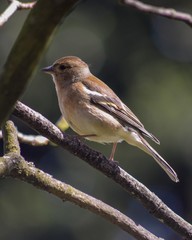 Female Chaffinch.