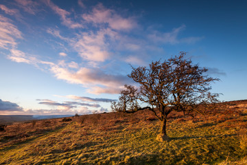 Tree on golden light, Exmoor national park