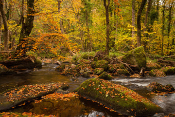 River on Dartmoor during autumn