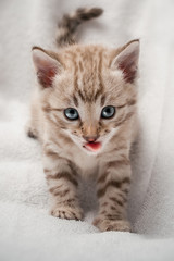 Fototapeta na wymiar Snow Bengal Kitten