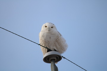 snowy owl on a pole