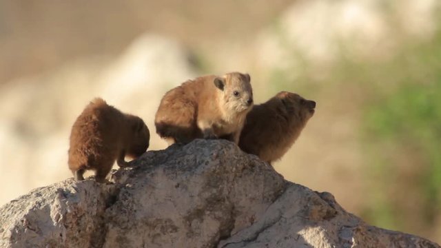 Rock hyrax pups 