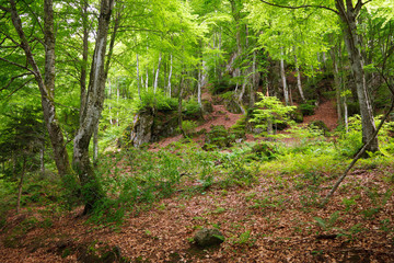 Mountain forest in Pyrenees, France
