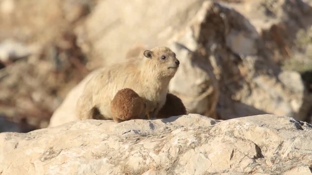 Rock hyrax pups feeding on a rock