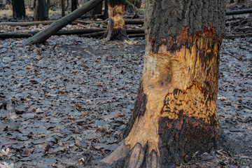 Tree cut by beaver and autumn leaves in the forest