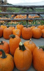 pumpkins for sale