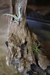 流木（観葉植物）