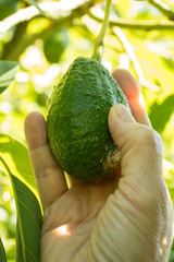 MANO AGARRANDO UNA PALTA O GUACAMOLE