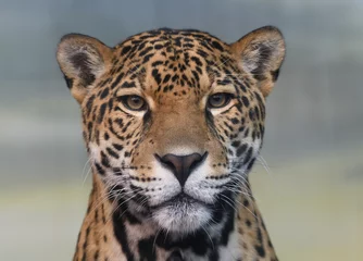 Cercles muraux Léopard Jaguar