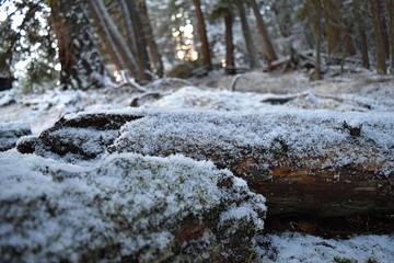 Snowy Logs