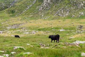 Cows On The Mountainside