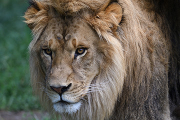 Fototapeta na wymiar Portrait de lion