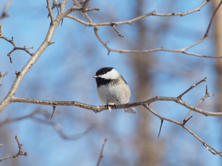 Mésange
