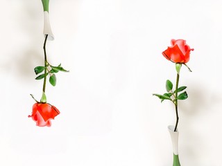 Fototapeta premium Red rose frame in white and green vase on white background with copy space